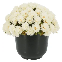 16" Potted Mum by Ashland®