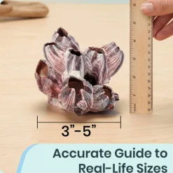 Real Purple Barnacle Cluster 3 to 5 inches Aquarium Ornament Piece for Decoration Natural Barnacle Cluster for Craft and Décor