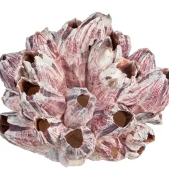 Real Purple Barnacle Cluster 5 to 7 inches Aquarium Ornament Piece for Decoration Natural Barnacle Cluster for Craft and Décor