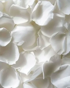 REAL Rose Petals, Pearl White Freeze-Dried Petals Biodegradabel Wedding Natural Confetti, Perfectly Preserved Flower Petals