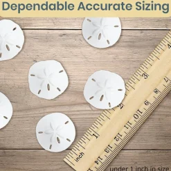 Real Sand Dollars Under 1