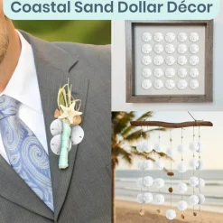 Real Sand Dollars Under 1