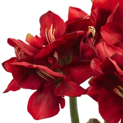26" Red Amaryllis Arrangement in Ceramic Planter