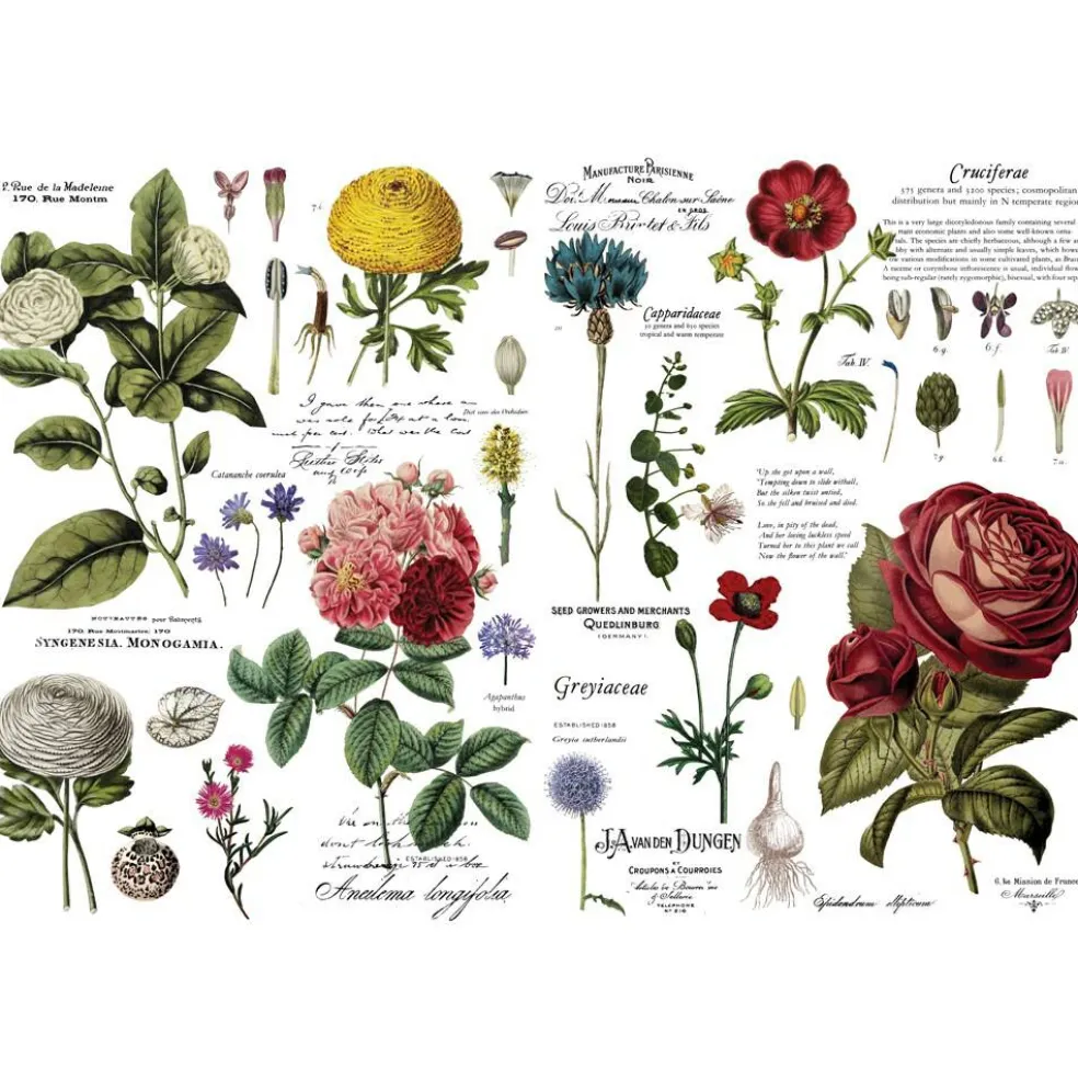 Redesign Decor Transfers Vintage Botanical 48"x35" 655350646509