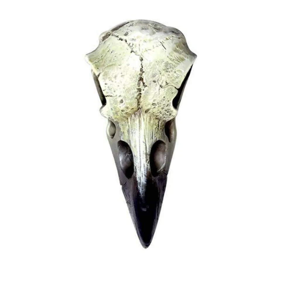 Reliquary Raven Skull, Poly Resin