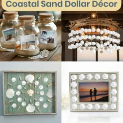 Sand Dollar Set of 200 Real Natural Sand Dollars Under 1