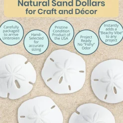 Sand Dollar Set of 200 Real Natural Sand Dollars Under 1