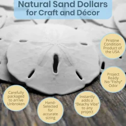 Sand Dollar Set of 10 Real Sand Dollars 3"-3 1/2" Sand Dollar Shells