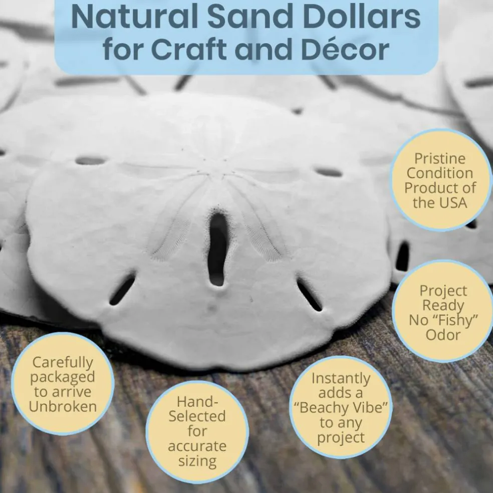 Sand Dollar Set of 10 Real Sand Dollars 3"-3 1/2" Sand Dollar Shells