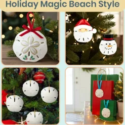Sand Dollar Set of 10 Real Sand Dollars 3