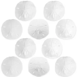 Sand Dollar Set of 10 Real Sand Dollars 3