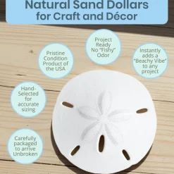 Sand Dollar Set of 12 Real Sand Dollars 2 1/2