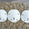 Sand Dollar Set of 3 Real Sand Dollars 2 1/2" to 3" Sand Dollar Shells
