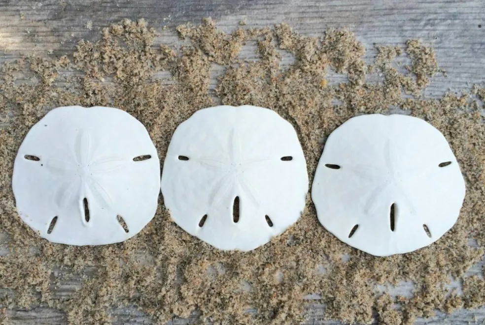 Sand Dollar Set of 3 Real Sand Dollars 2 1/2" to 3" Sand Dollar Shells
