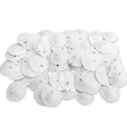 Sand Dollar Set of 50 Real Sand Dollars .5" - .75" Sand Dollar Shells
