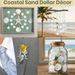 Sand Dollar Set of 50 Real Sand Dollars .5