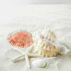 Sea Shells Mixed Beach Seashells 20 Kinds, 1.5"-5.5" Various Sizes Large Ocean Shells Conch 2 Kinds Natural Starfish for Decorating Beach Theme Party Fish Tank Filling Home Decor Wedding
