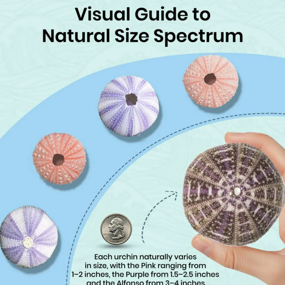 Sea Urchin Collection 5 Assorted Sea Urchins for Craft and Decor