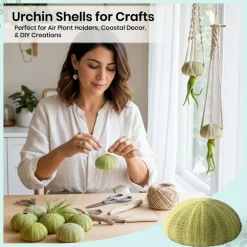 Sea Urchin 12 Green Sea Urchin Shell 1.5