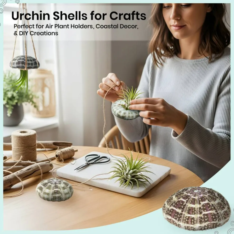 Sea Urchin 3 Large Alphonse Sea Urchin Shells 3"-4" for Craft and Decor