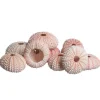 Sea Urchin 10 Pink Sea Urchin Shells 1"-2" for Crafts and Decor