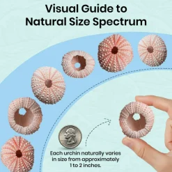 Sea Urchin 10 Pink Sea Urchin Shells 1"-2" for Crafts and Decor