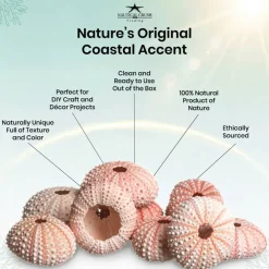 Sea Urchin 10 Pink Sea Urchin Shells 1