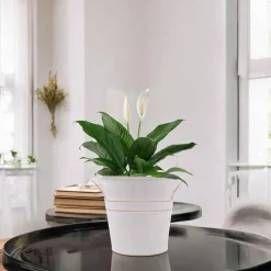 Set of 3 White Metal Bucket (White)