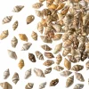 Shell Beads by Bead Landing™