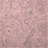 Shells Double-Sided Cardstock Paper by Recollections™, 12" x 12"