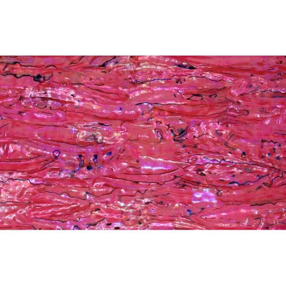 Shell Veneer, 5.5 x 9.5 inches | WMOP, BMOP, Abalone | Includes 3M Adhesive Sheet for Application, Great for Inlay Projects