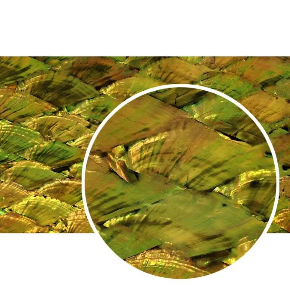 Shell Veneer, 5.5 x 9.5 inches | WMOP, BMOP, Abalone | Includes 3M Adhesive Sheet for Application, Great for Inlay Projects