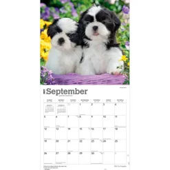 Shih Tzu Puppies | 2027 12 x 24 Inch (Hanging) Monthly Square Wall Calendar | Plastic-Free