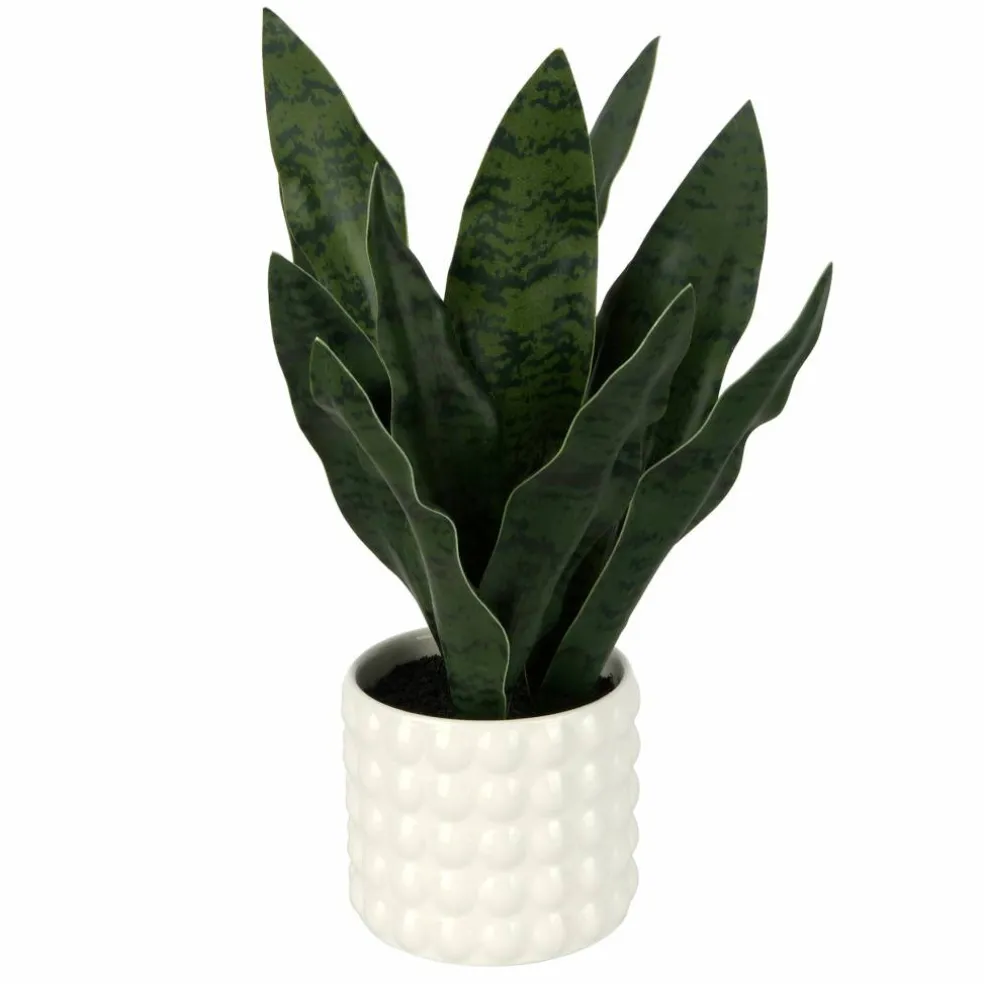 15.5" Snake Plant in White Bubble Pot by Ashland®