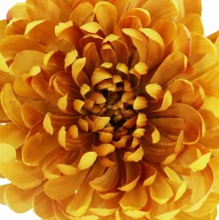 7.5" Spider Mum Floral Accent by Ashland®