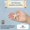 Starfish 12 Knobby White Satfish 1 1/4" to 2 1/4" for Crafts and Decor