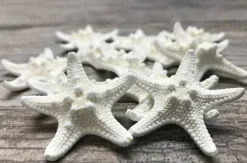 Starfish 12 Knobby White Satfish 1 1/4" to 2 1/4" for Crafts and Decor