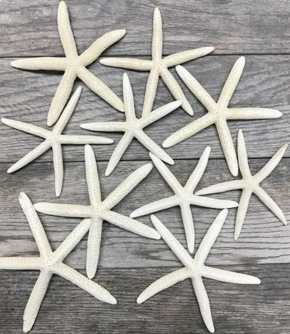 Starfish 10 Pack Large White Finger Starfish 6"-8" for Craft and Décor