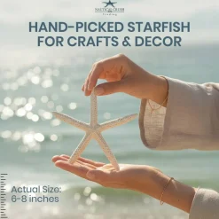 Starfish 10 Pack Large White Finger Starfish 6