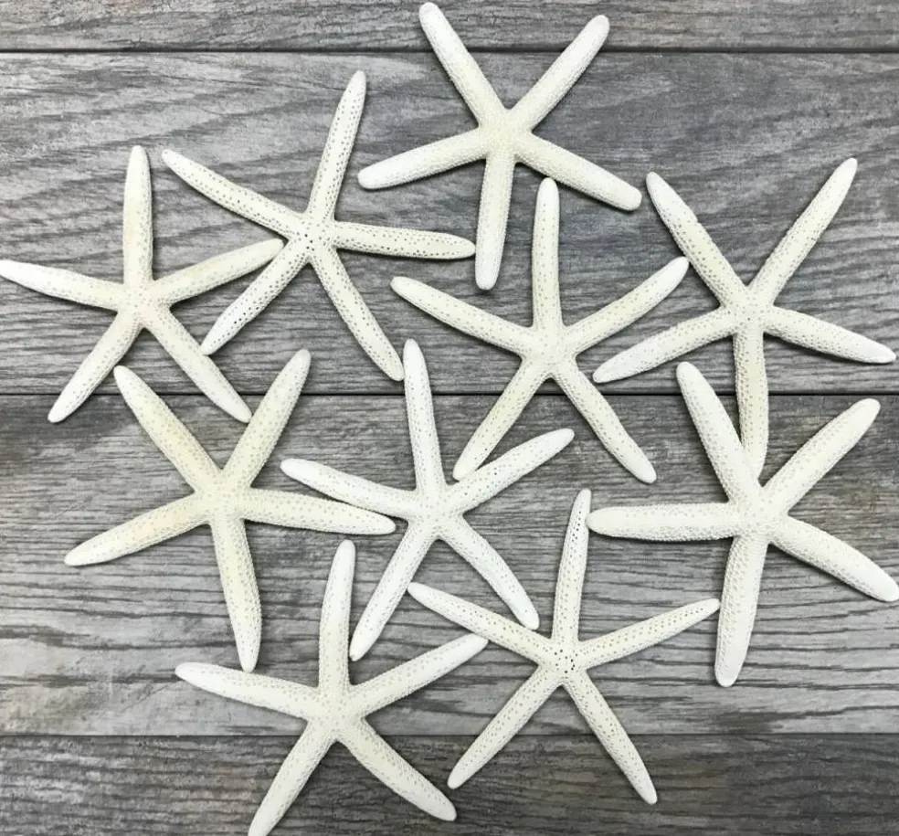 Starfish 10 Pack White Finger Starfish 4"-5" for Craft and Décor