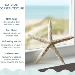 Starfish 10 Pack White Finger Starfish 4