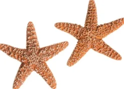 Starfish 2 Real Large Brown Sugar Starfish 6" for Crafts and Decor