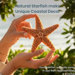 Starfish 2 Real Large Brown Sugar Starfish 6
