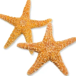 Starfish 2 Real Large Brown Sugar Starfish 6