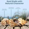 Striped Fox Seashell 3 Striped Fox Conch Seashells 4-5" 3 piece Set for Display