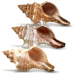 Striped Fox Seashell 3 Striped Fox Conch Seashells 4-5