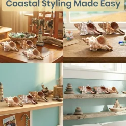 Striped Fox Seashell 3 Striped Fox Conch Seashells 4-5