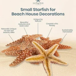 Sugar Starfish | 6 Brown Sugar Starfish 2
