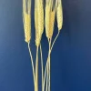 TF Publishing 30" Wheat Bleached Stems, 7ct.