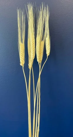 TF Publishing 30" Wheat Bleached Stems, 7ct.